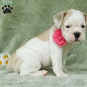 Lilly, Miniature Bulldog Puppy